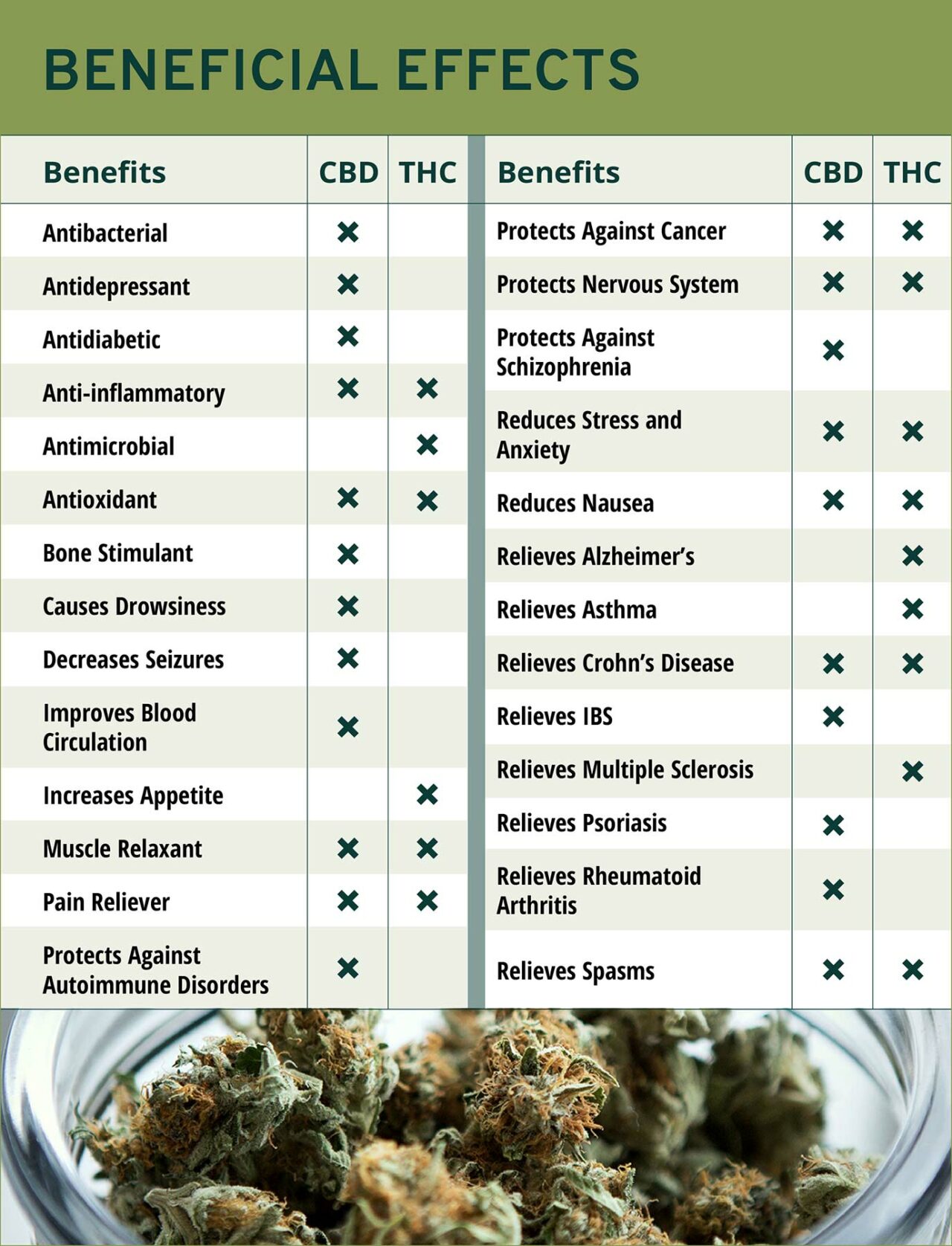 Cbd Vs Thc Understand The Differences Cannabis Connection 6871